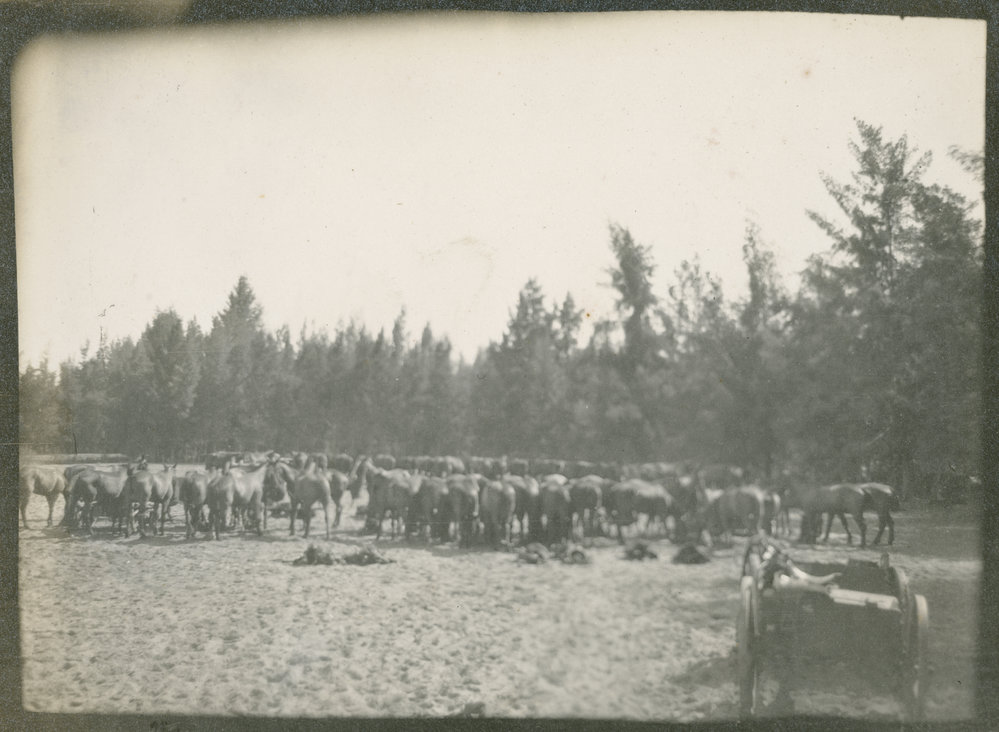 Photo from page 03 of album WWI Photograph Album - Egypt &amp; Gallipoli