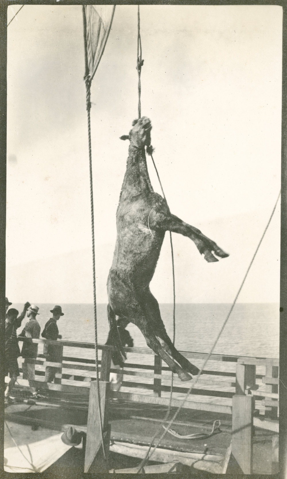 Photo from page 05 of album WWI Photograph Album - Egypt &amp; Gallipoli