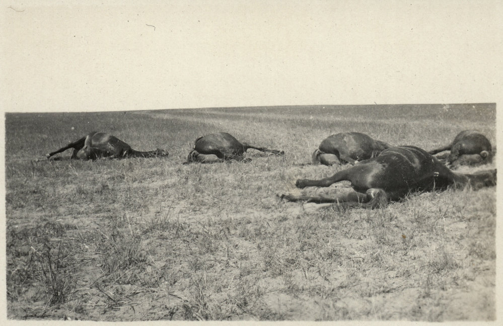 Photo from page 05 of album WWI Photograph Albums