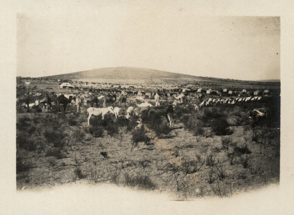 Photo from page 08 of album WWI Photograph Albums