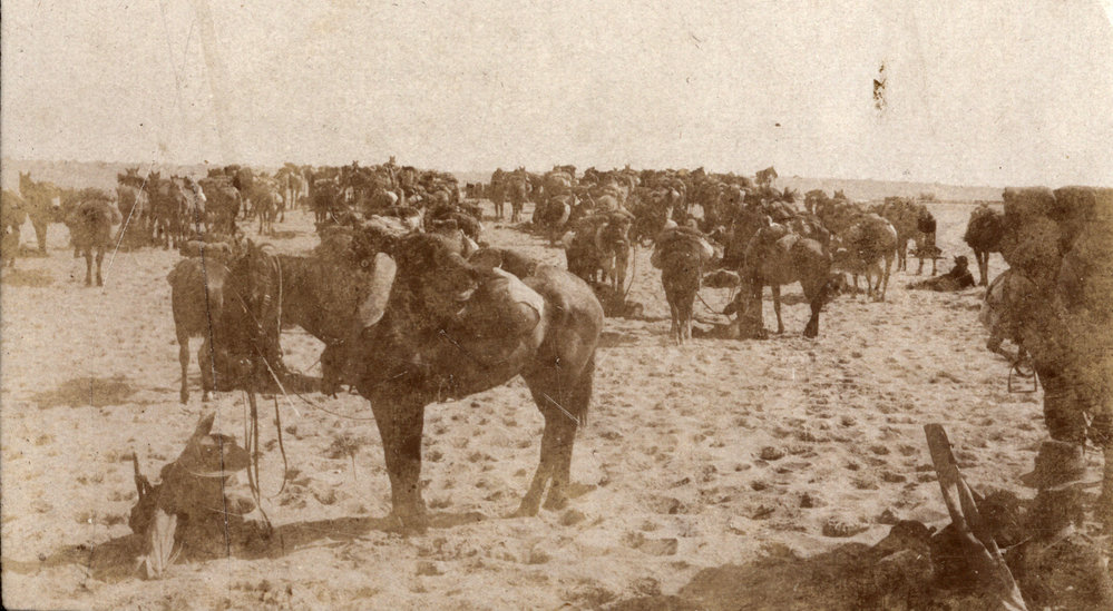 Photo from page 11 of album WWI Photograph Album - Egypt, Sinai and Palestine