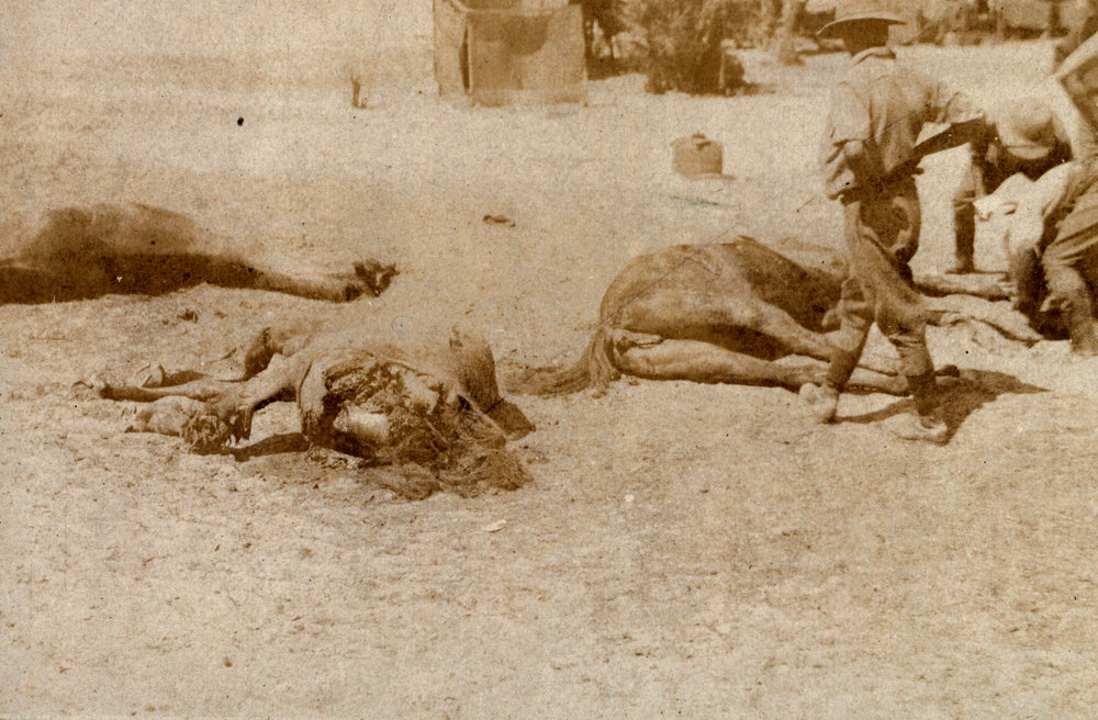 Photo from page 11 of album WWI Photograph Album - Egypt, Sinai and Palestine