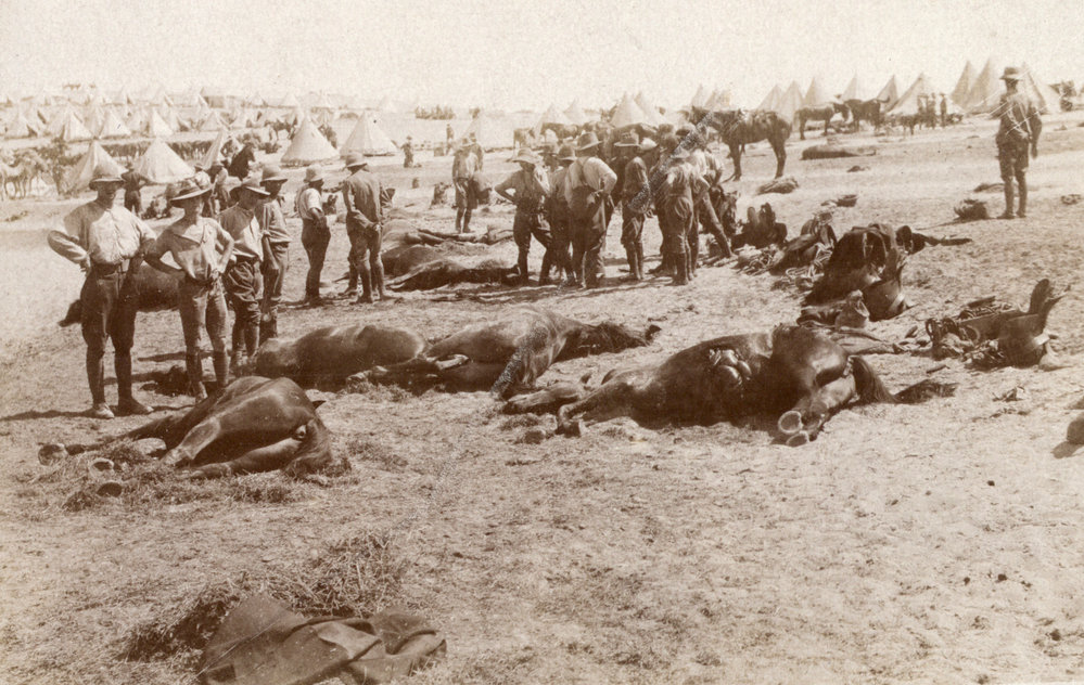 Photo from page 11 of album WWI Photograph Album - Egypt, Sinai and Palestine