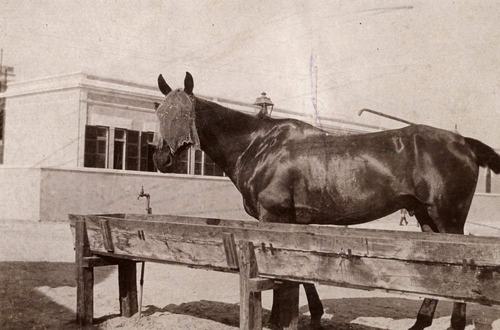 Photo from page 04 of album WWI Photograph Album - Egypt, Sinai and Palestine
