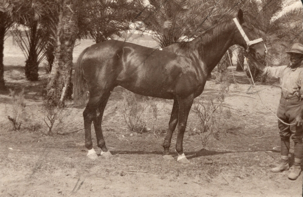 Photo from page 04 of album WWI Photograph Album - Egypt, Sinai and Palestine