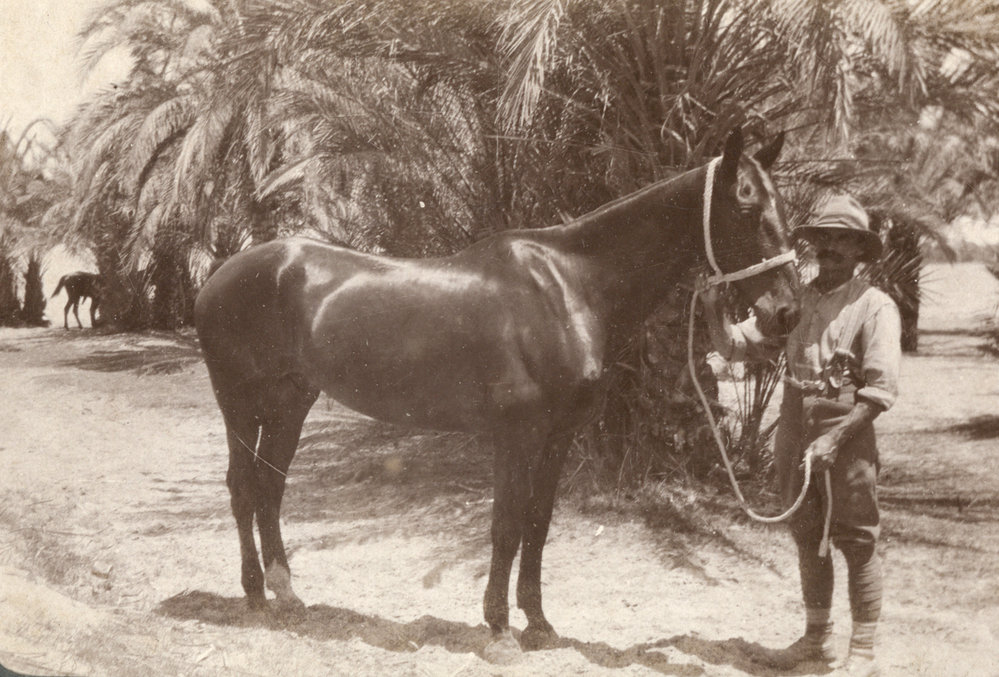 Photo from page 06 of album WWI Photograph Album - Egypt, Sinai and Palestine