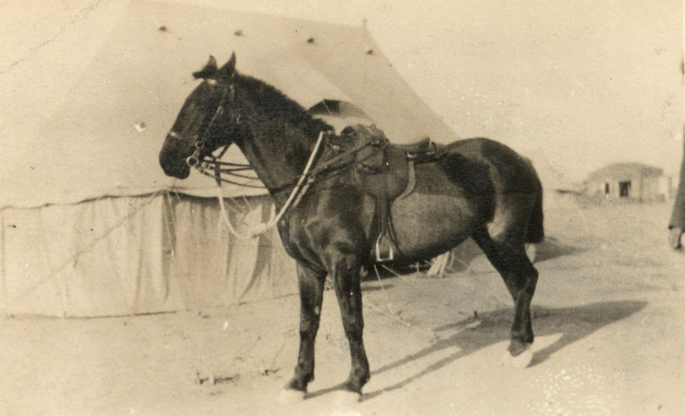 Photo from page 15 of album WWI Photograph Album - Egypt and Gallipoli