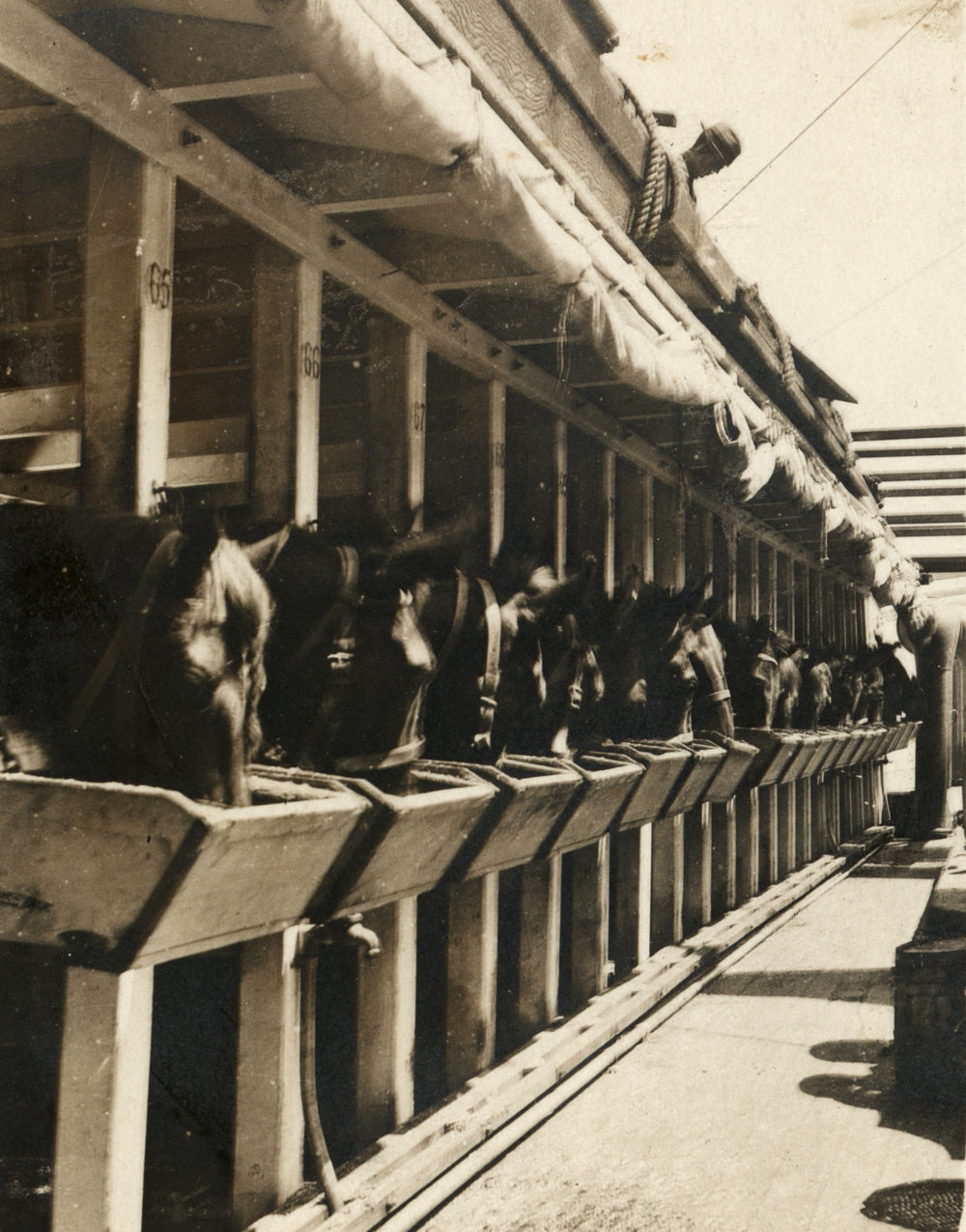 Photo from page 18 of album WWI Photograph Album - Egypt and Gallipoli