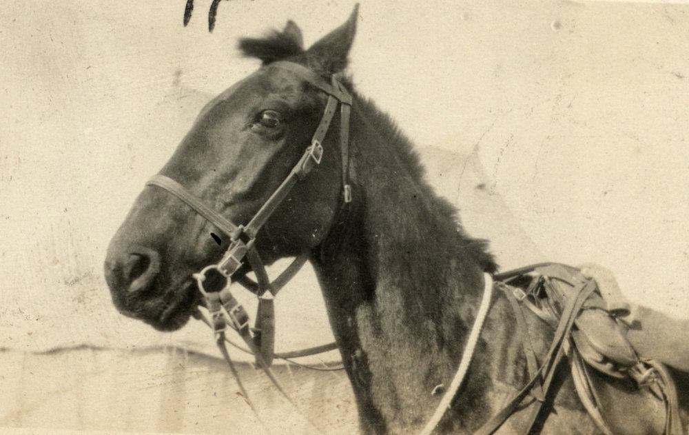 Photo from page 21 of album WWI Photograph Album - Egypt and Gallipoli