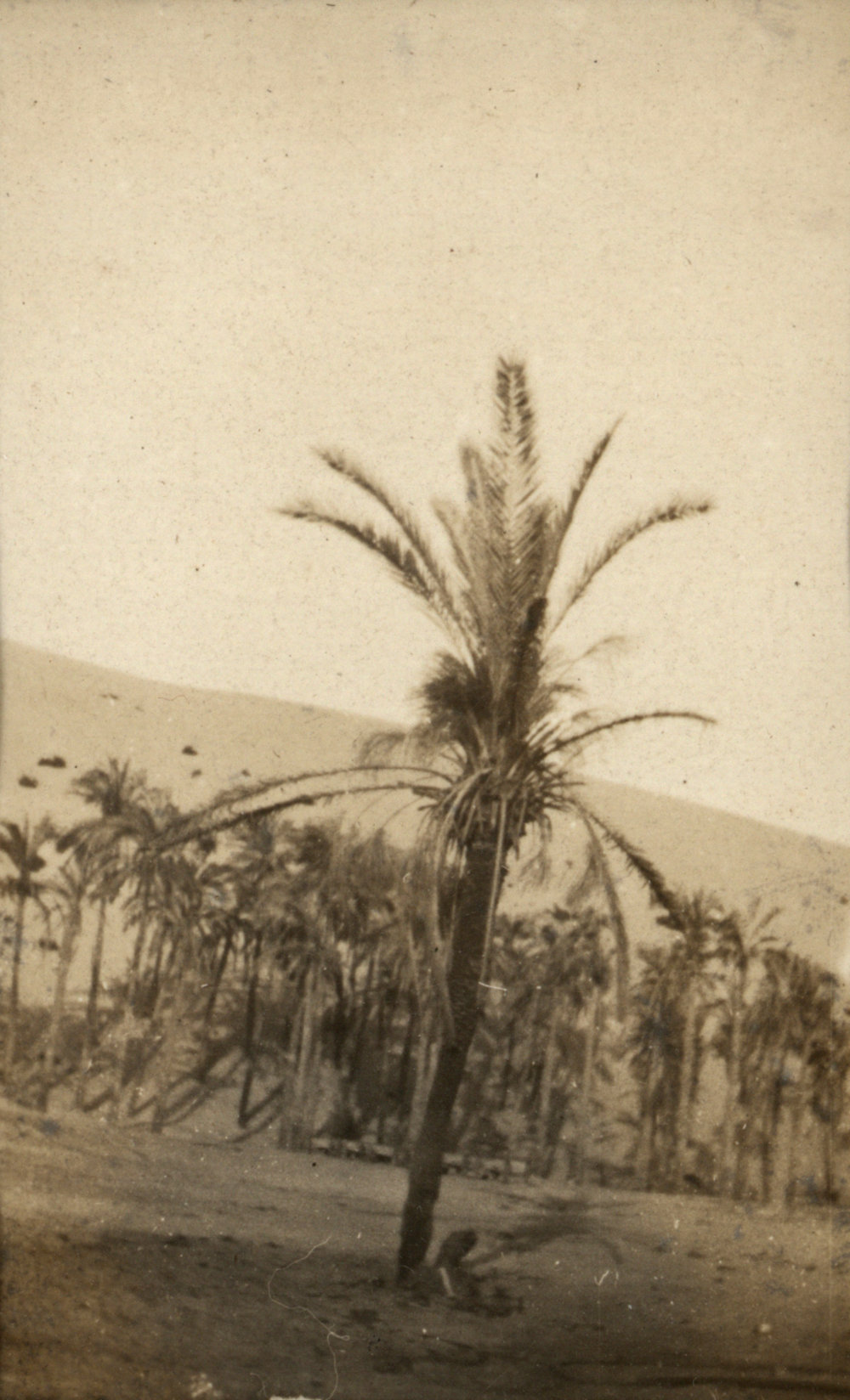 Photo from page 03 of album WWI Photograph Album - Egypt and Palestine, WWI