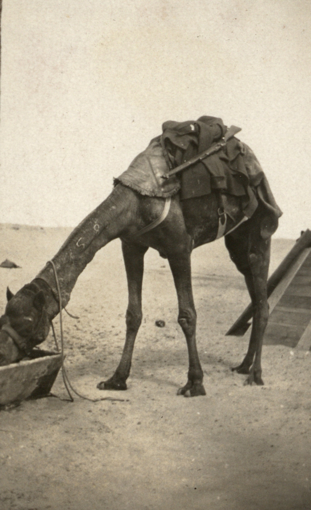 Photo from page 05 of album WWI Photograph Album - Egypt and Palestine, WWI