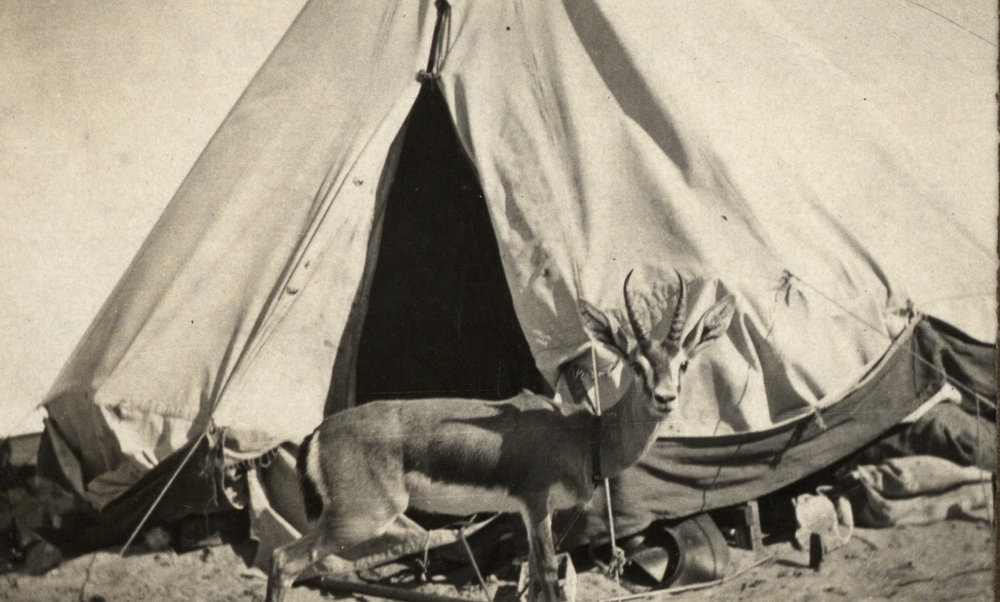 Photo from page 06 of album WWI Photograph Album - Egypt and Palestine, WWI