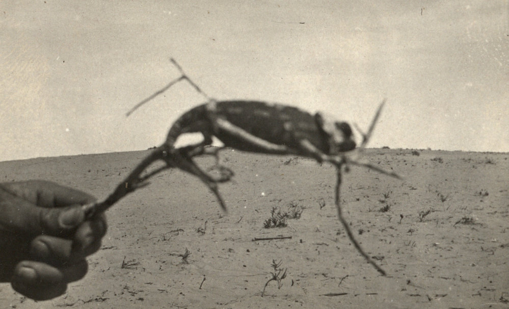 Photo from page 06 of album WWI Photograph Album - Egypt and Palestine, WWI