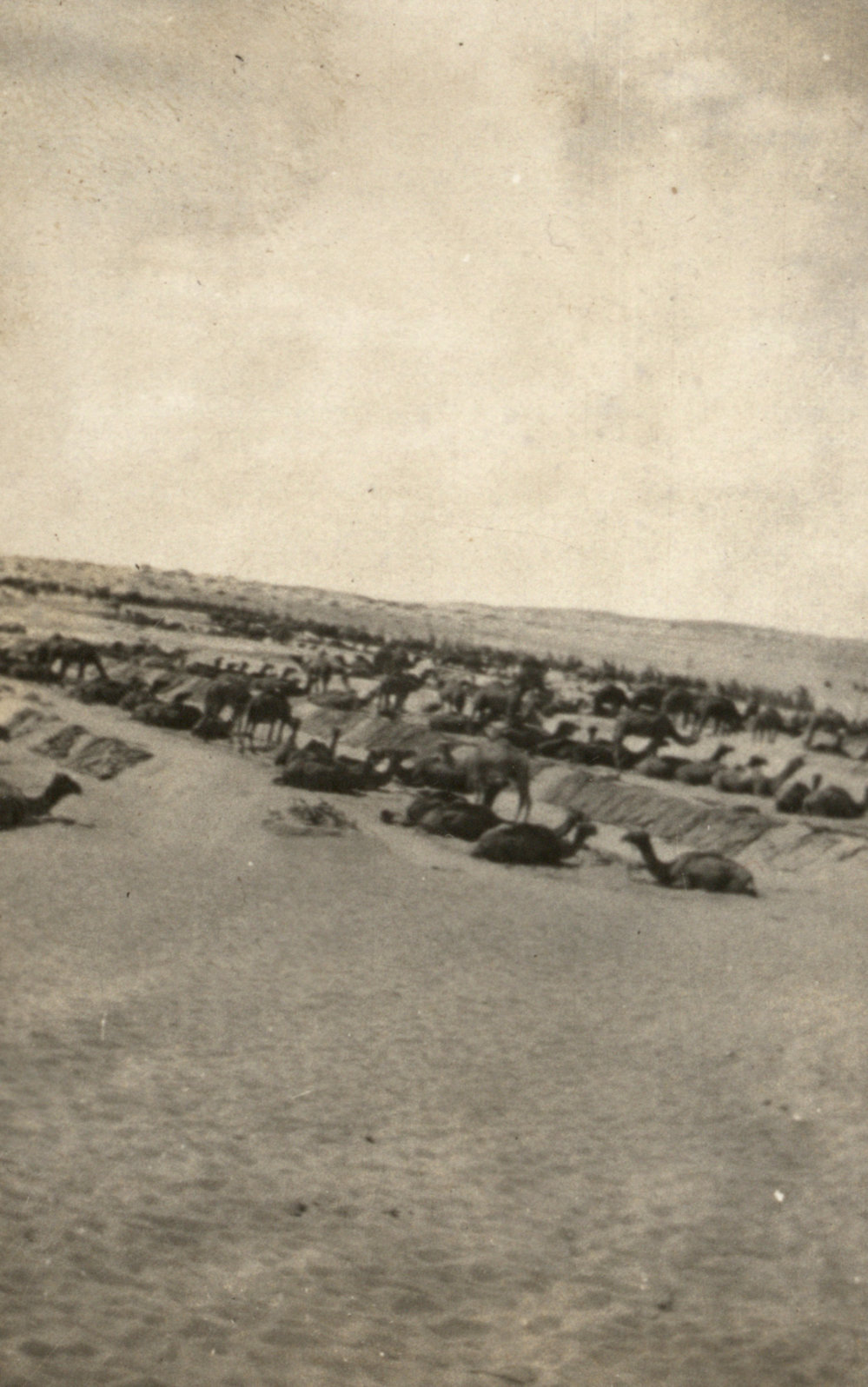 Photo from page 06 of album WWI Photograph Album - Egypt and Palestine, WWI