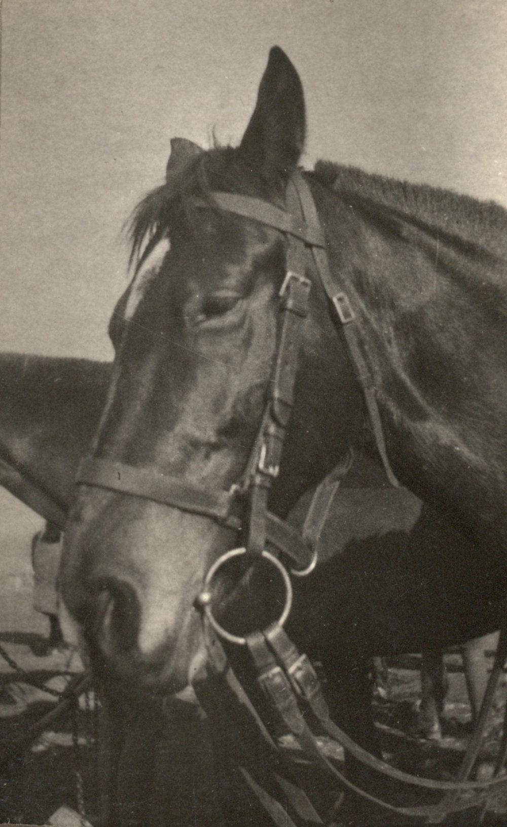 Photo from page 12 of album WWI Photograph Album - Egypt and Palestine, WWI