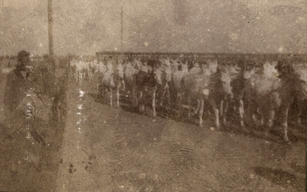 Photo from page 14 of album WWI Photograph Album - Egypt and Palestine, WWI