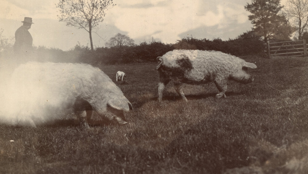 Photo from page 60 of album WWI Photograph Album - Western Front
