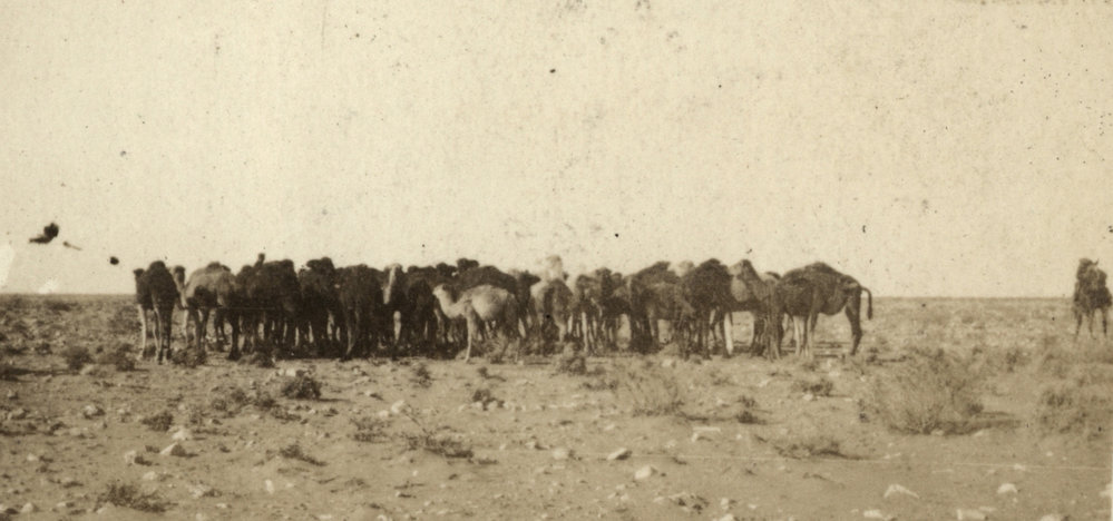 Photo from page 11 of album WWI Photograph Album - Egypt.