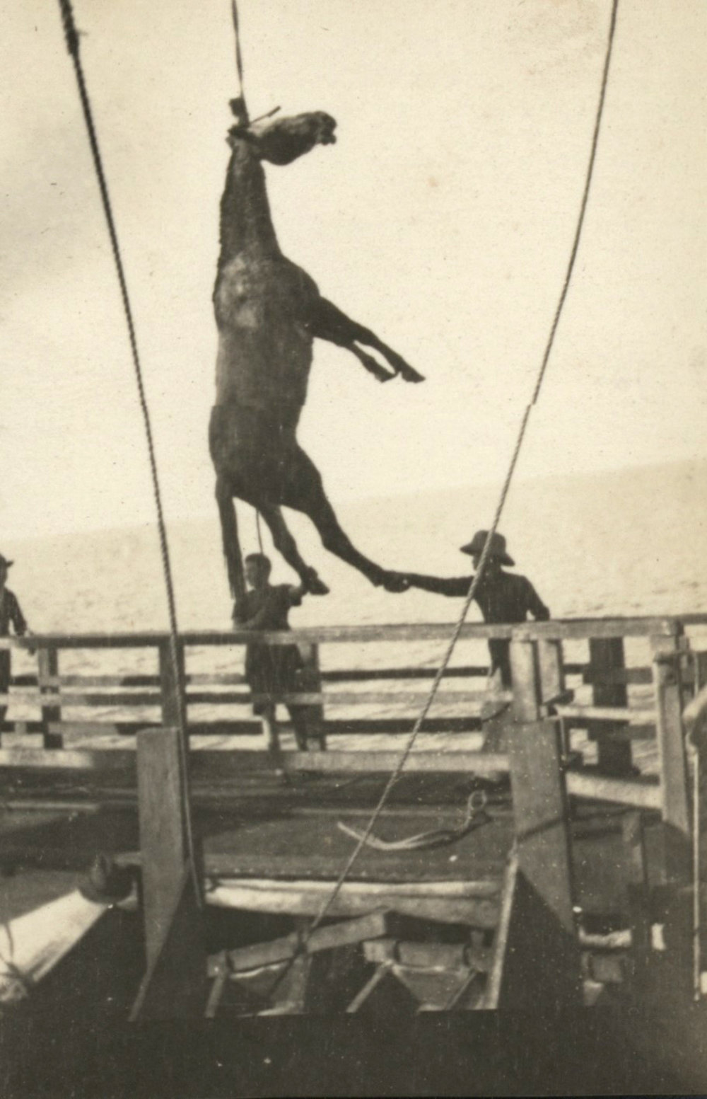 Photo from page 07 of album WWI Photograph Album - New Zealand, Egypt and Gallipoli