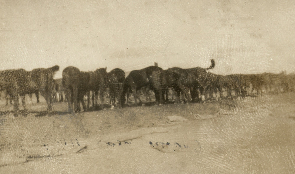 Photo from page 06 of album WWI Photograph Album - New Zealand, Egypt, Gallipoli, France and England.