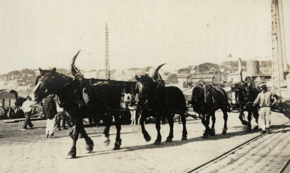 Photo from page 11 of album WWI Photograph Album - New Zealand, Egypt, Gallipoli, France and England.