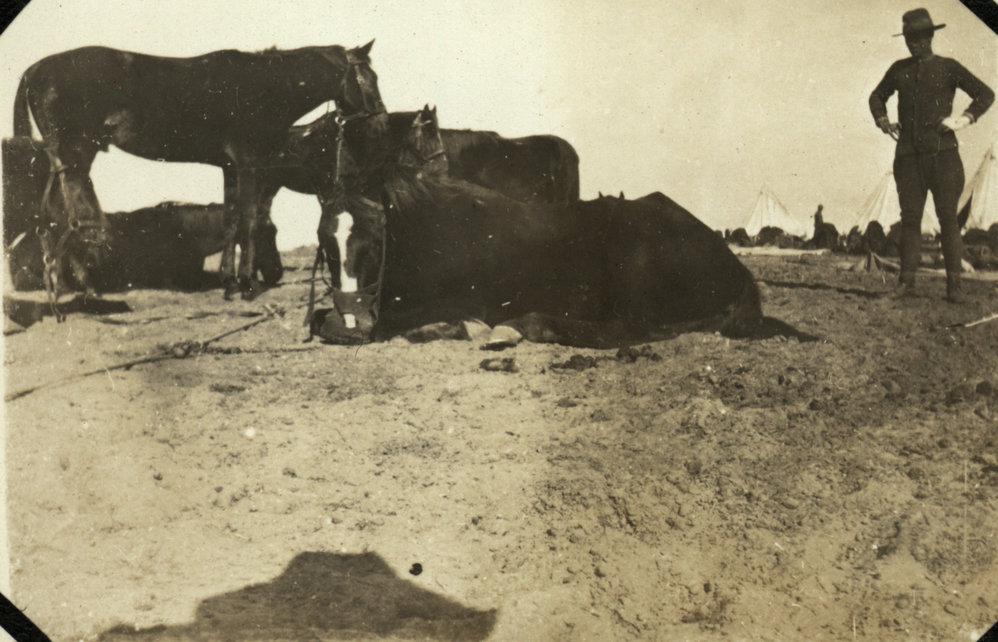 Photo from page 08 of album WWI Photograph Albums- Egypt, Gallipoli, Sinai &amp; Palestine.