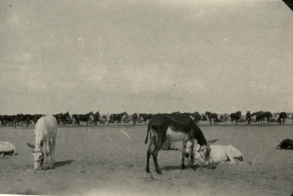 Photo from page 14 of album WWI Photograph Albums- Egypt, Gallipoli, Sinai &amp; Palestine.