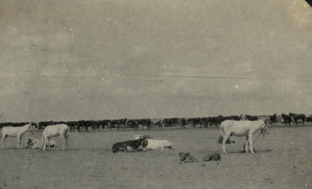 Photo from page 14 of album WWI Photograph Albums- Egypt, Gallipoli, Sinai &amp; Palestine.