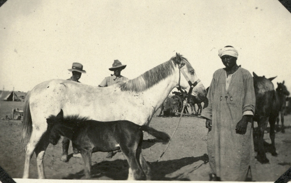 Photo from page 14 of album WWI Photograph Albums- Egypt, Gallipoli, Sinai &amp; Palestine.