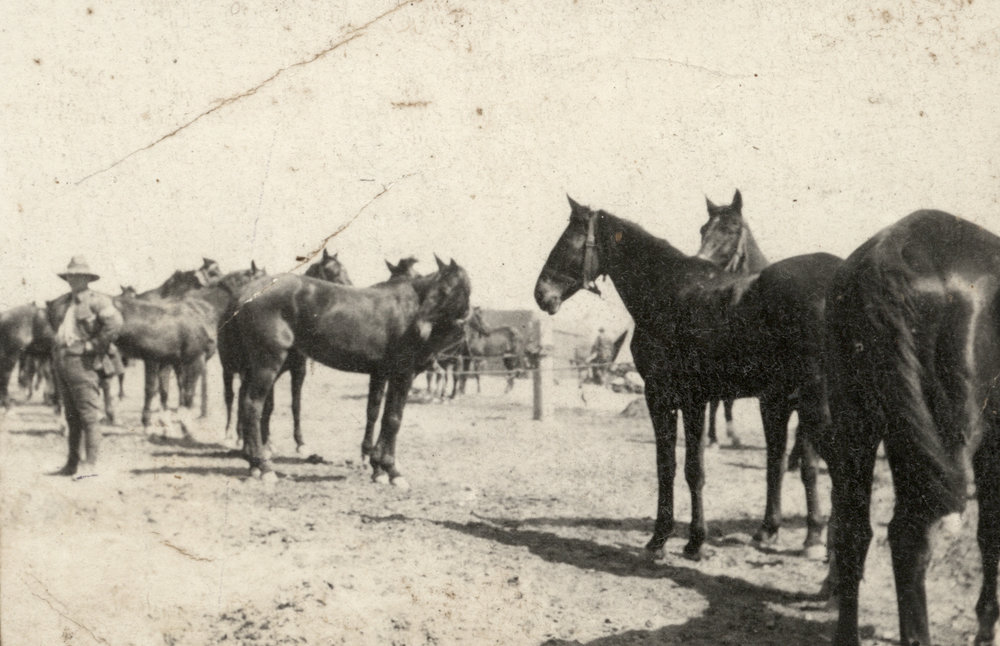 Photo from page 02 of album WWI Photograph Album- Sinai and Palestine.