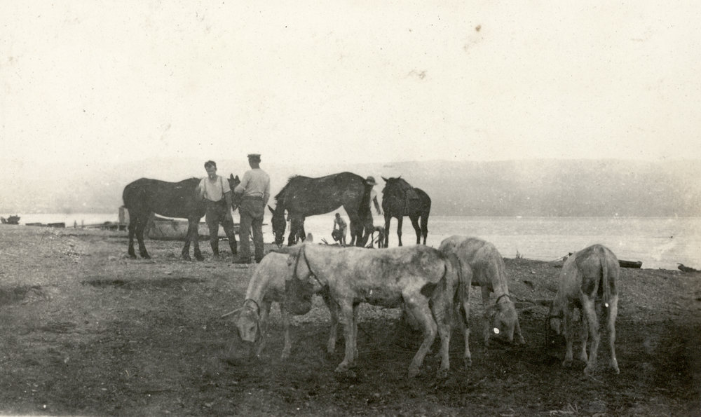 Photo from page 22 of album WWI Photograph Album- Egypt, Gallipoli &amp; Sinai and Palestine.