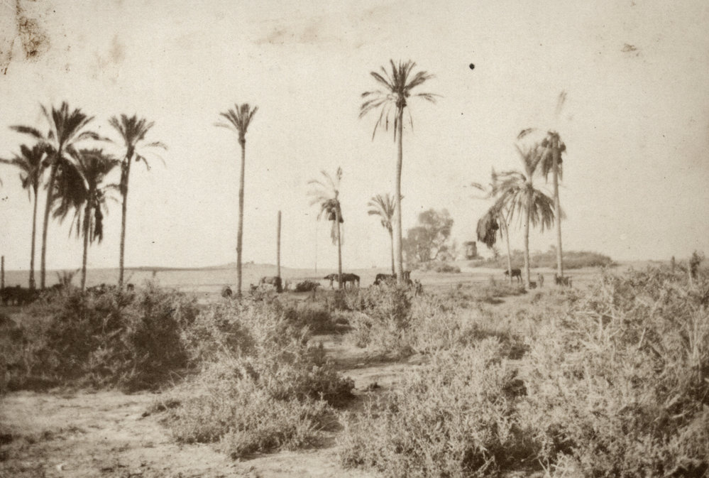 Photo from page 36 of album WWI Photograph Album - Nurses and Medical Services in Egypt, Gallipoli and Britain.