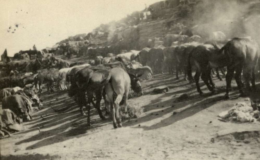 Photo from page 53 of album WWI Photograph Album- England, Egypt, Gallipoli and Western Front.