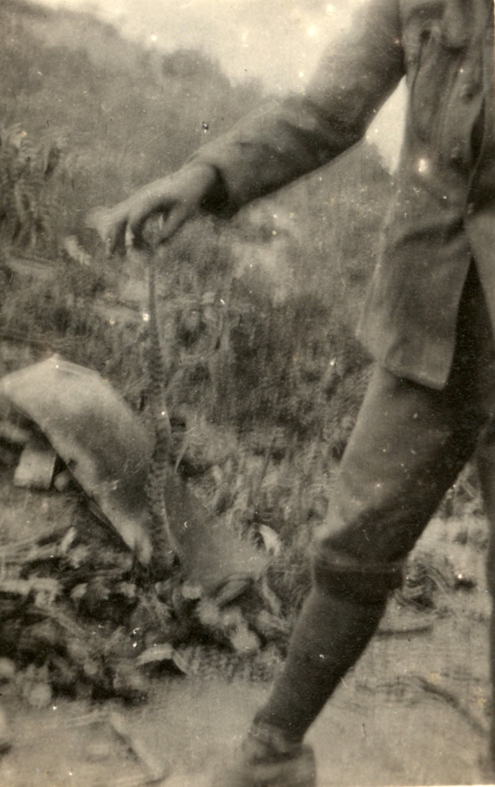 Photo from page 55 of album WWI Photograph Album- England, Egypt, Gallipoli and Western Front.