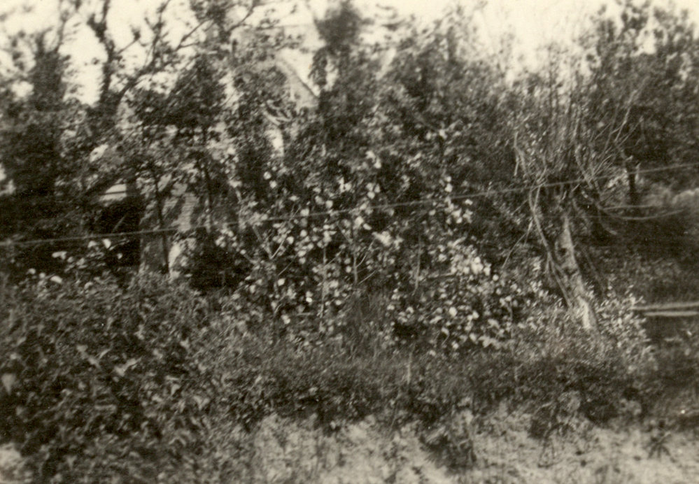 Photo from page 73 of album WWI Photograph Album- England, Egypt, Gallipoli and Western Front.