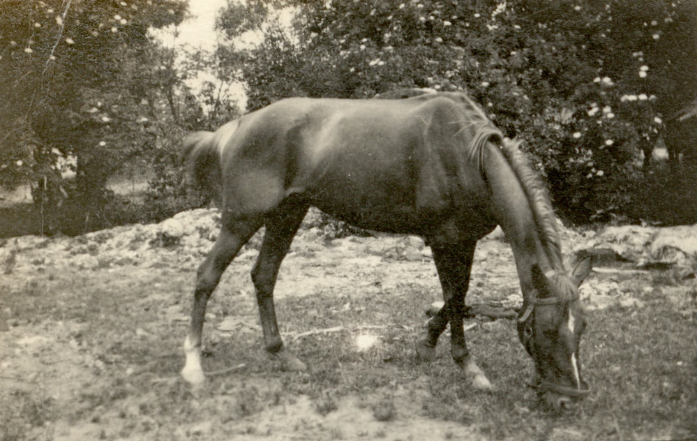 Photo from page 80 of album WWI Photograph Album- England, Egypt, Gallipoli and Western Front.