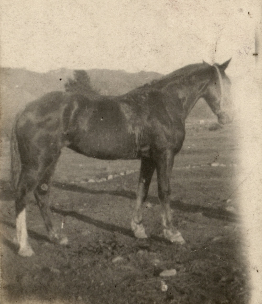 Photo from page 94 of album WWI Photograph Album- England, Egypt, Gallipoli and Western Front.