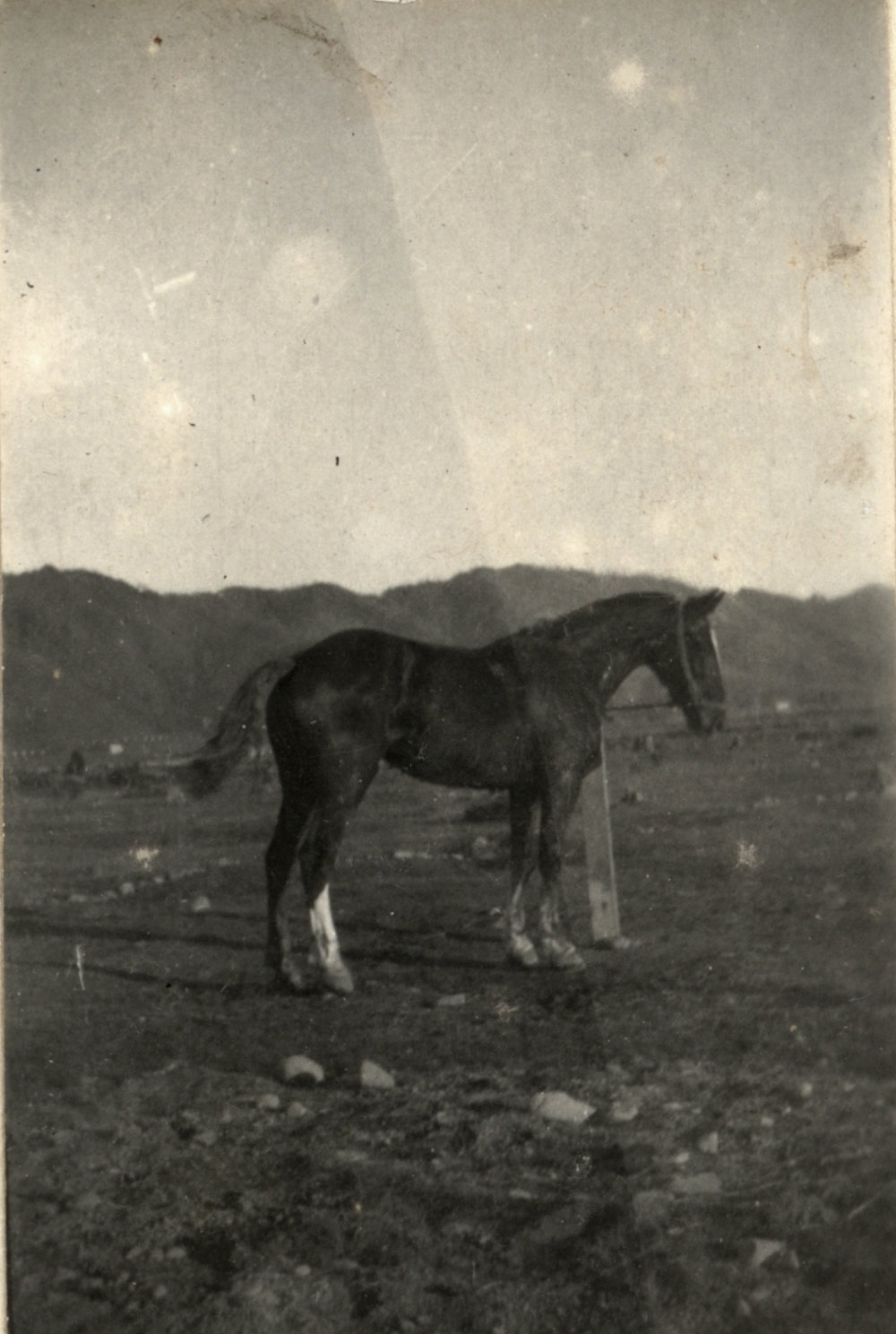 Photo from page 94 of album WWI Photograph Album- England, Egypt, Gallipoli and Western Front.