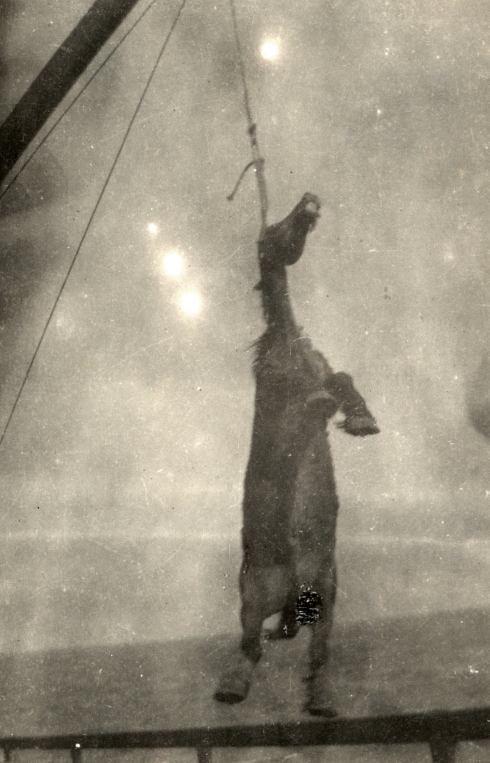 Photo from page 95 of album WWI Photograph Album- England, Egypt, Gallipoli and Western Front.