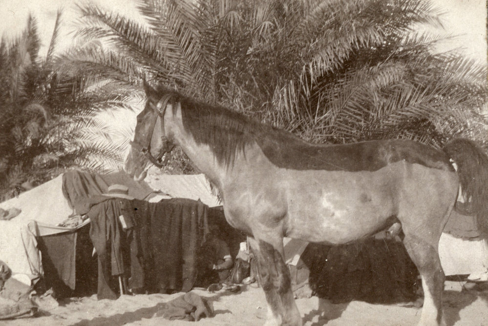 Photo from page 13 of album WWI Photograph Albums- Egypt and Palestine.