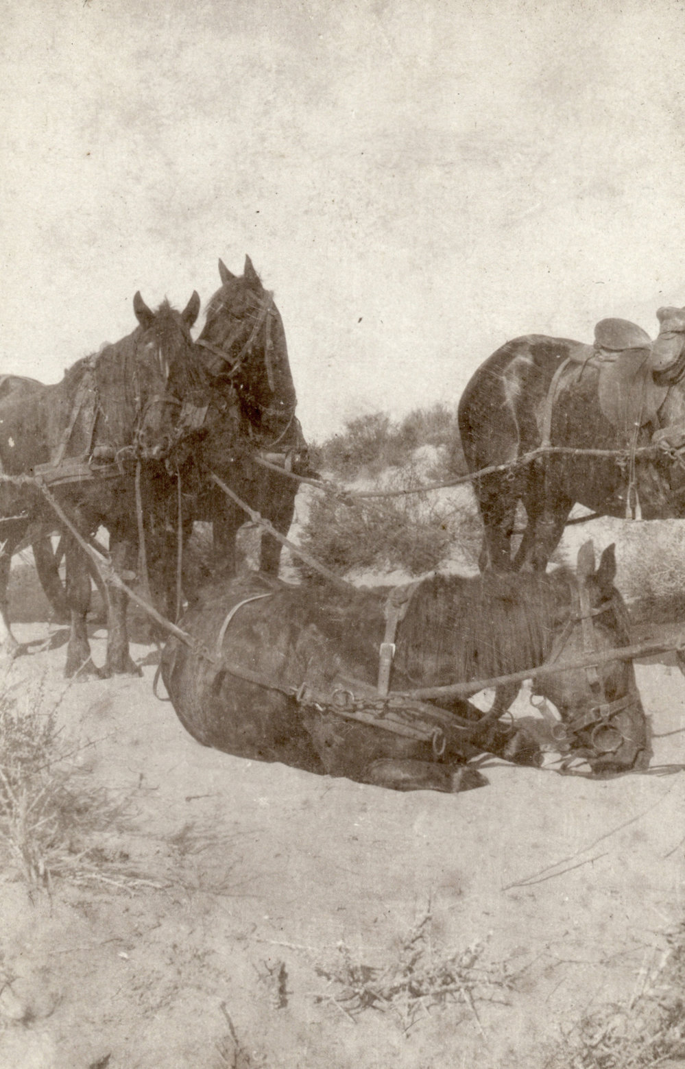Photo from page 14 of album WWI Photograph Albums- Egypt and Palestine.