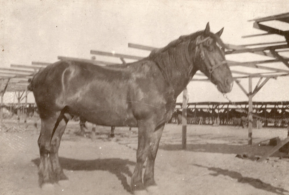 Photo from page 15 of album WWI Photograph Albums- Egypt and Palestine.
