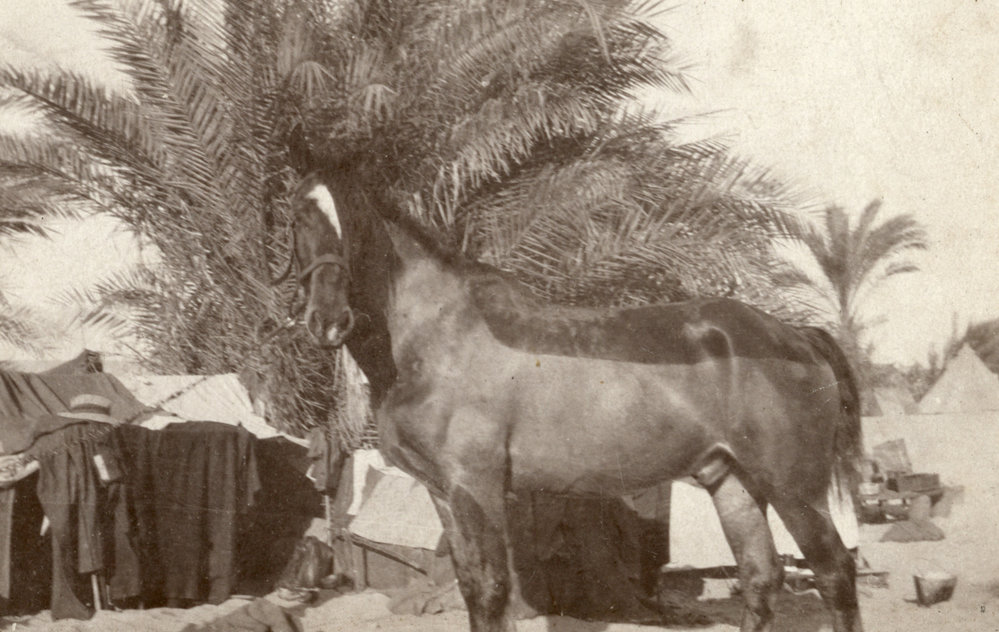 Photo from page 15 of album WWI Photograph Albums- Egypt and Palestine.