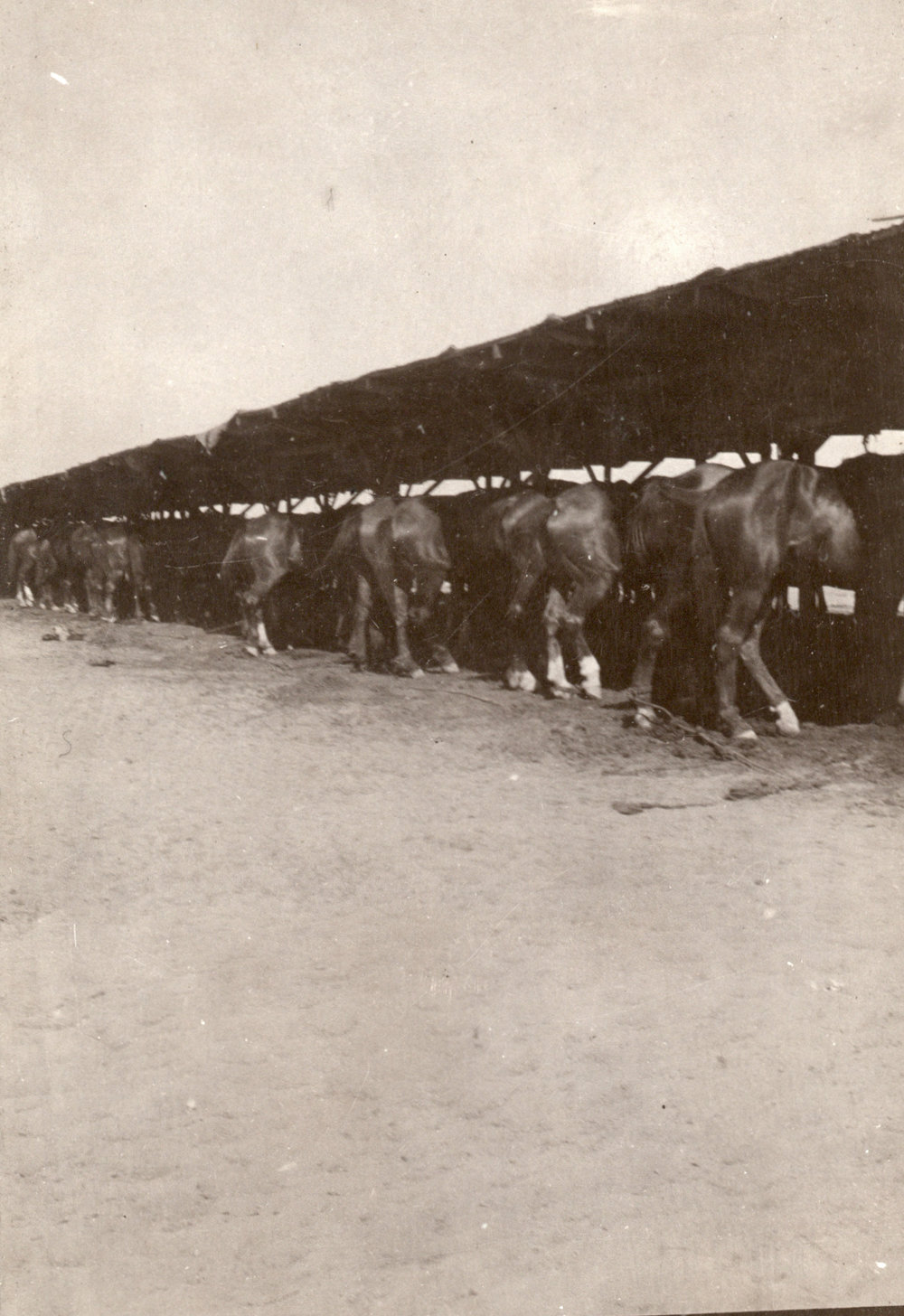 Photo from page 17 of album WWI Photograph Albums- Egypt and Palestine.