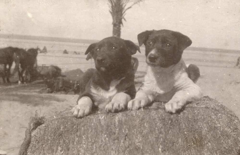 Photo from page 24 of album WWI Photograph Albums- Egypt and Palestine.
