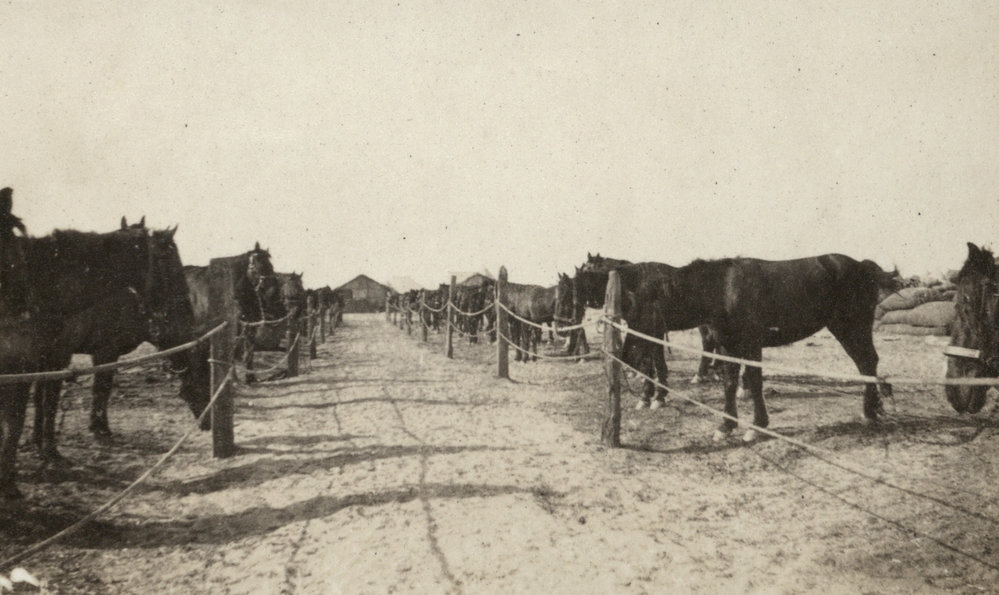 Photo from page 13 of album WWI Photograph Album- Egypt