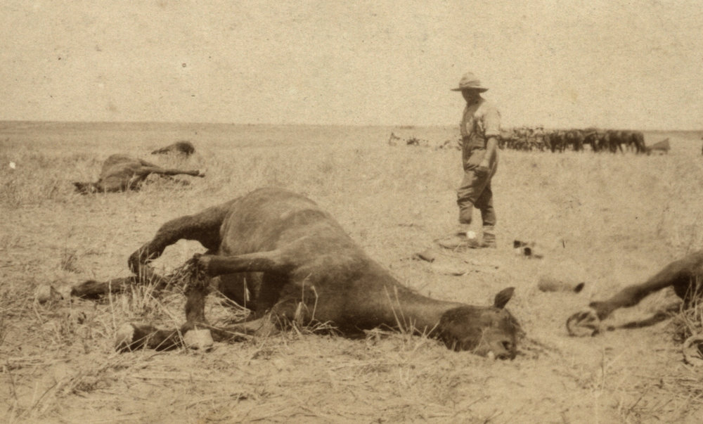 Photo from page 05 of album WWI Photograph Album- Middle East