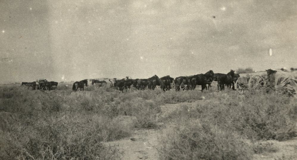 Photo from page 12 of album WWI Photograph Album- Egypt &amp; Palestine