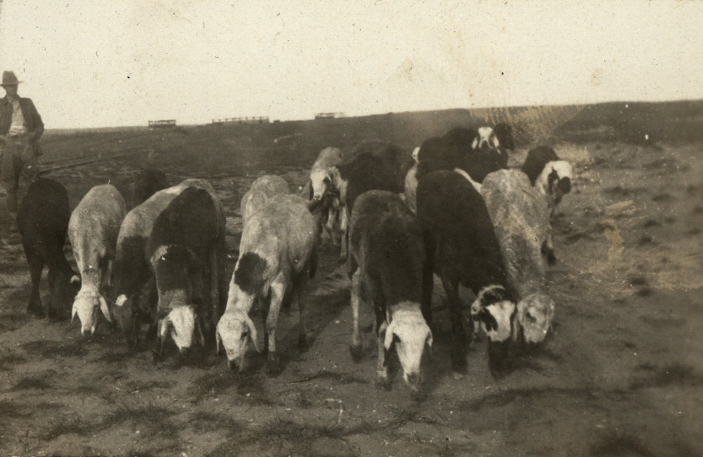 Photo from page 10 of album WWI Photograph Album- Middle East
