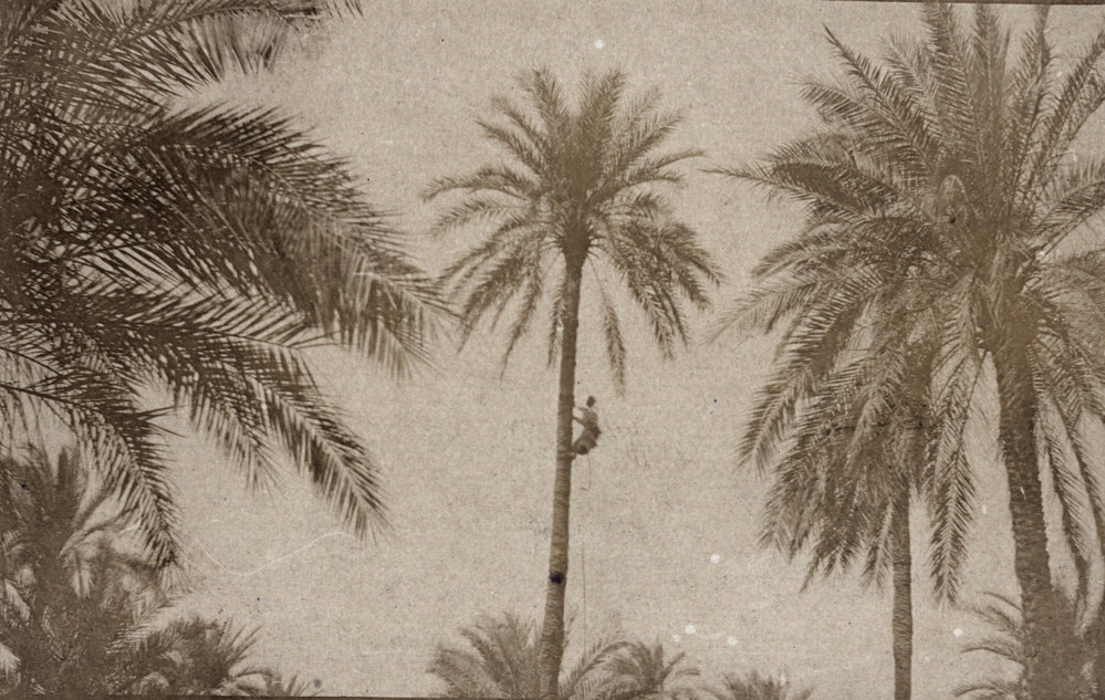 Photo from page 05 of album WWI Photograph Album- Egypt &amp; Sinai